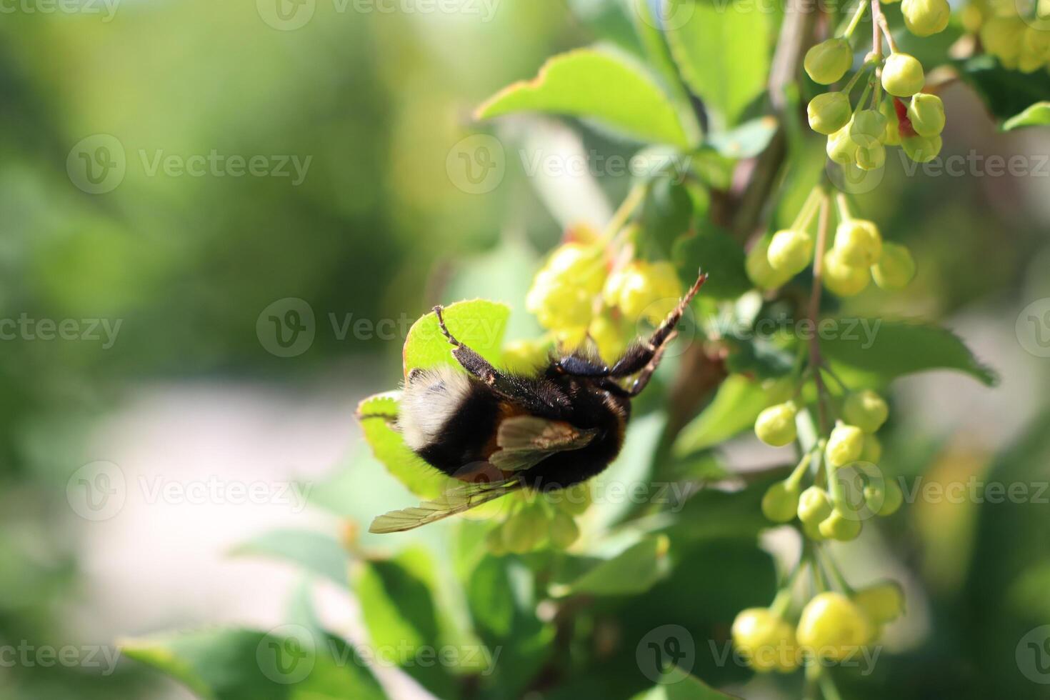 A detailed closeup of a Bumblebee busily pollinating bright and vibrant flowers during springtime photo