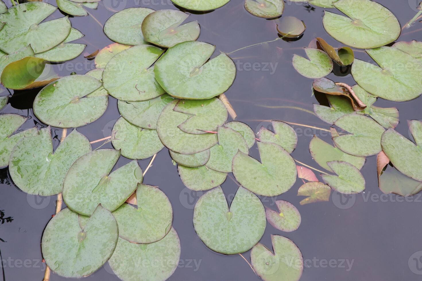 Serene and Beautiful Water Lily Leaves Gracefully Floating on Calm and Peaceful Water Surface photo
