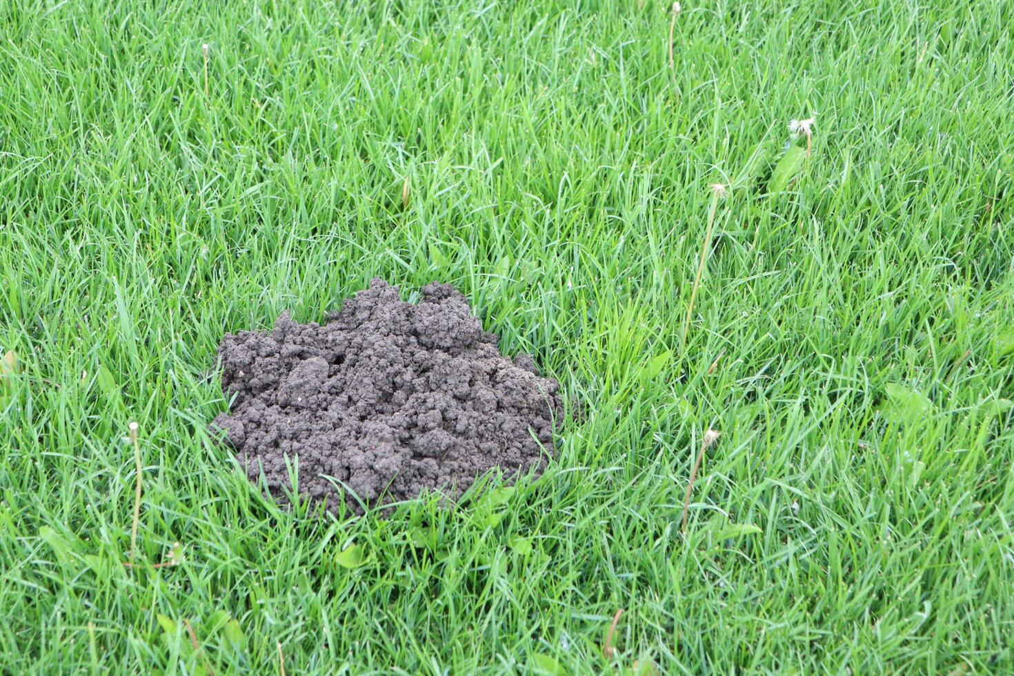 A Freshly Turned Soil Mound Sitting Beautifully on a Green Lawn with Sunshine, Nature, and Life photo