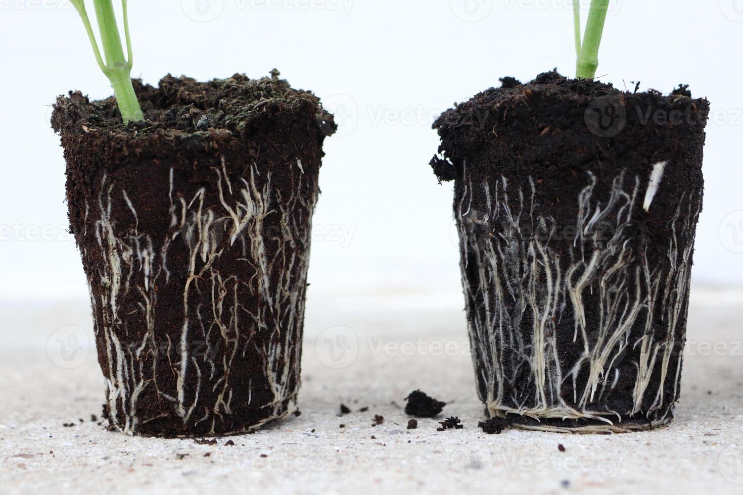 Root Development in Potted Plants for Gardening and Horticulture Practices and Techniques photo