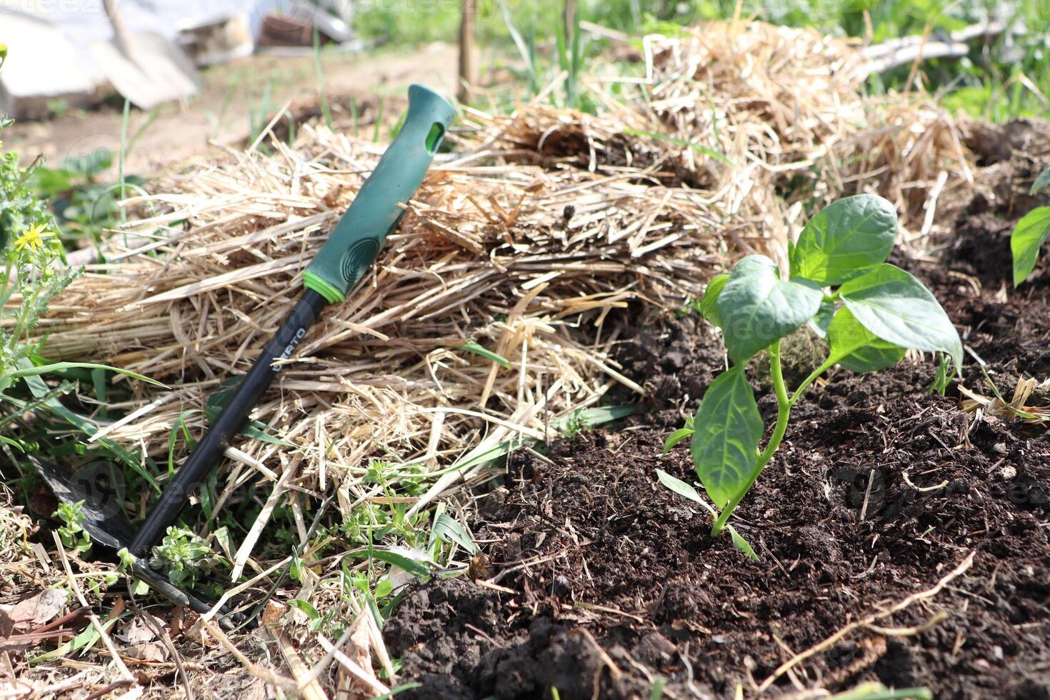 Freshly Planted Seedlings Thriving in a Bright Sunlit Garden, Ready for Growth and Cultivation photo