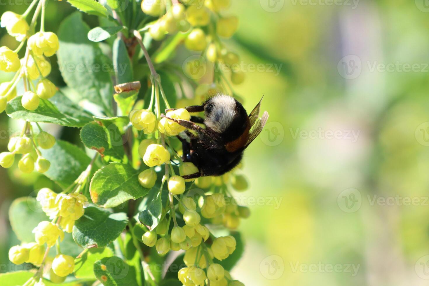 A Beautiful Bee Pollinating Bright Yellow Flowers During the Lovely Season of Spring photo