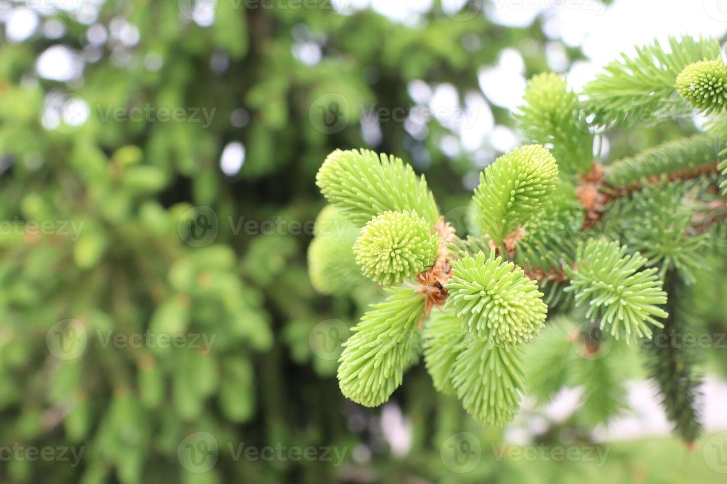 Closeup of a vibrant green conifer branch showcasing its soft, beautiful needles photo