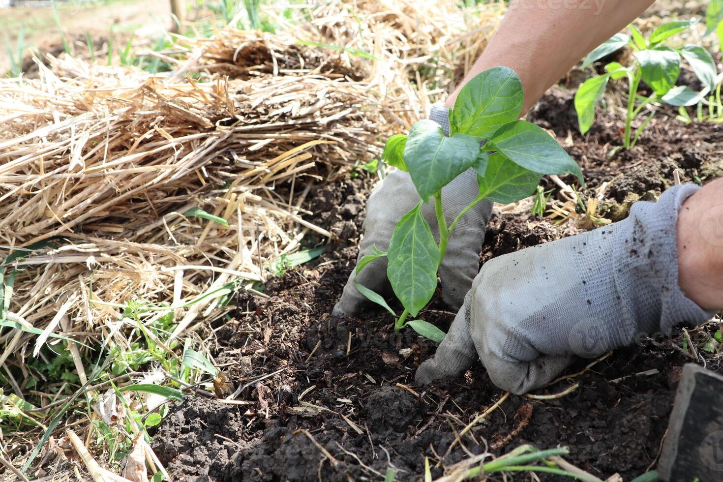 Carefully Hands are Planting Young Seedling into the Enriched Garden Soil for Growth photo