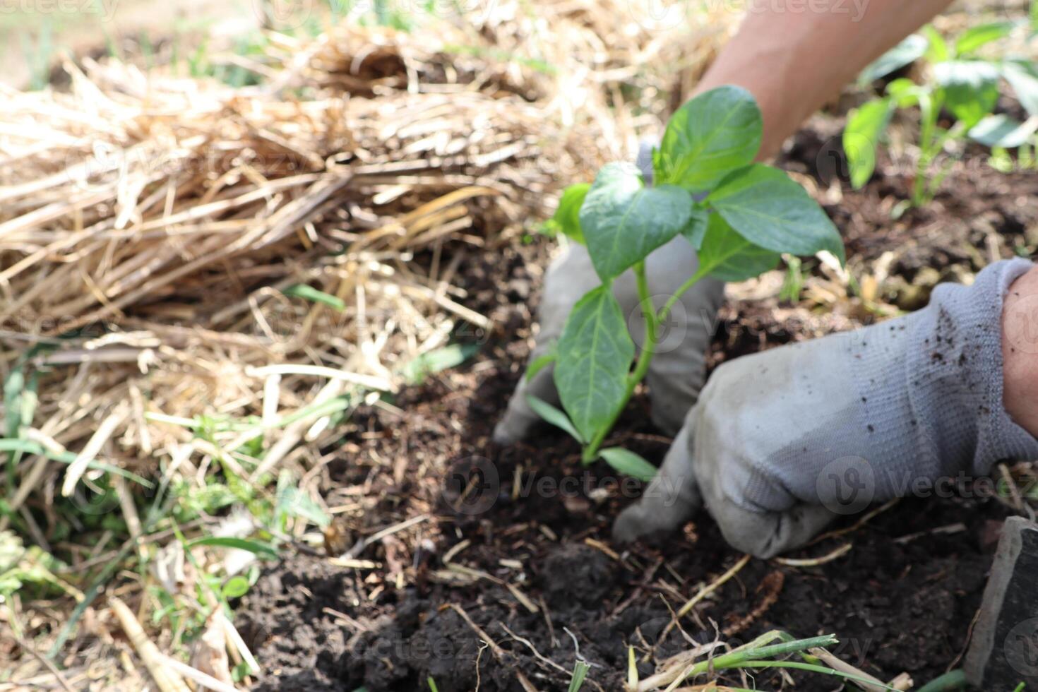 When it comes to gardening, planting a young seedling in fresh, nutrientrich soil is essential photo