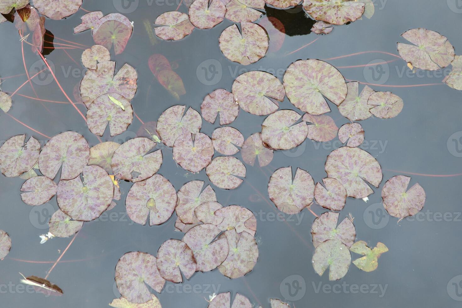 A Serene and Poetic Reflection of Water Lily Pads on a Calm and Still Water Surface photo