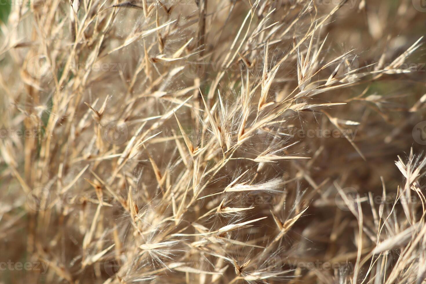 Dried Grass CloseUp Natures Beautiful Textures Captured in Excellent Focus and Detail photo