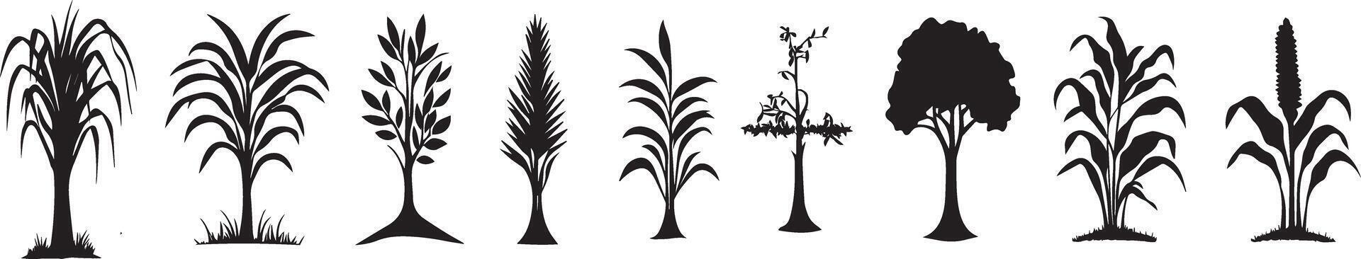 Collection of Plant Silhouettes Sugarcane Palm Tree and More Botanical Graphics for Design Projects vector