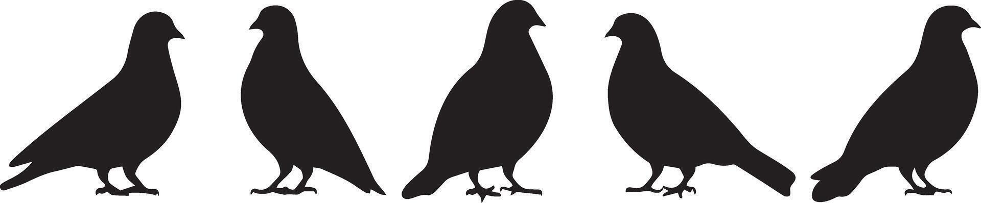 Five Pigeon Silhouettes Elegant Bird Graphics vector