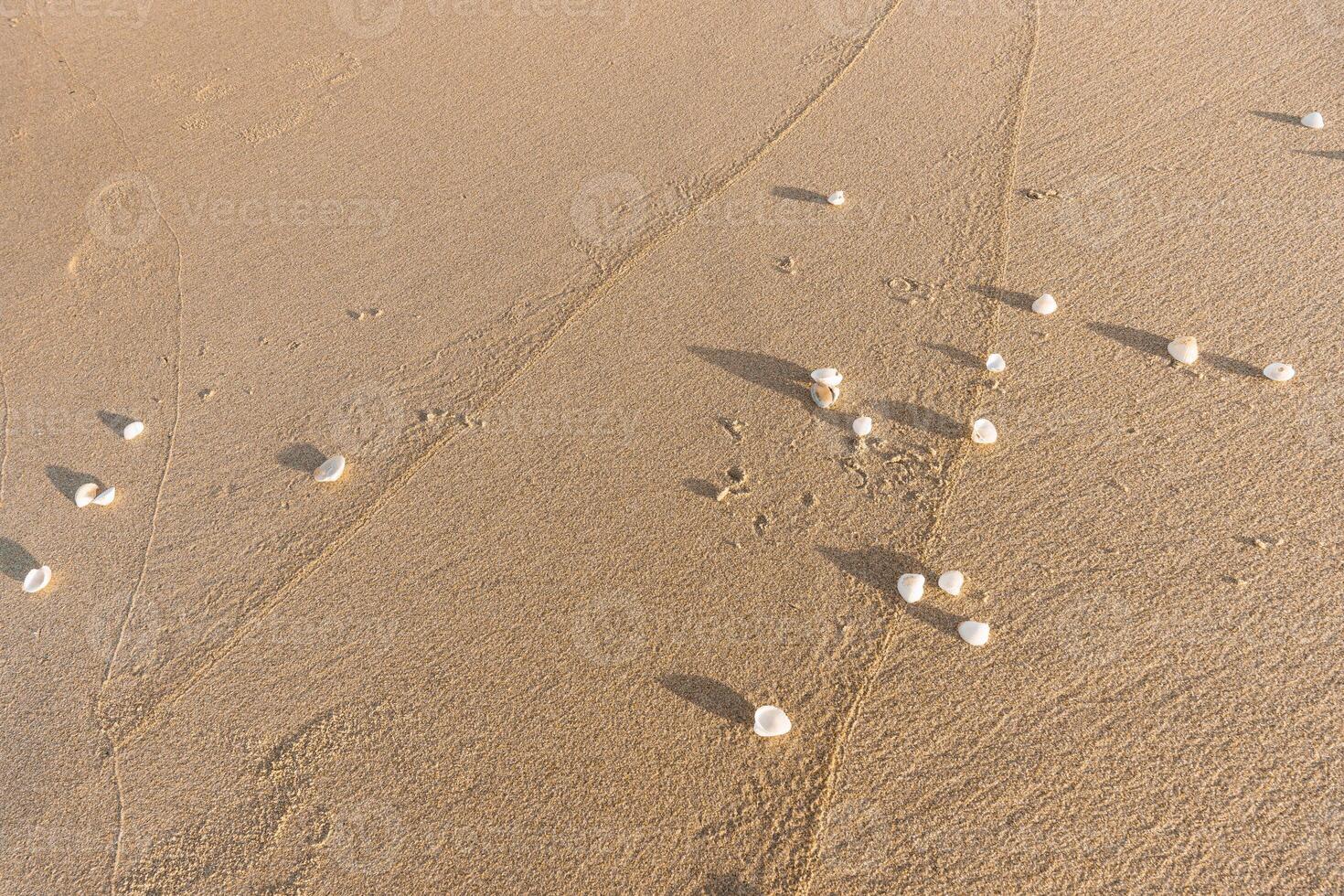 Natural Sand Background with Random Shells photo