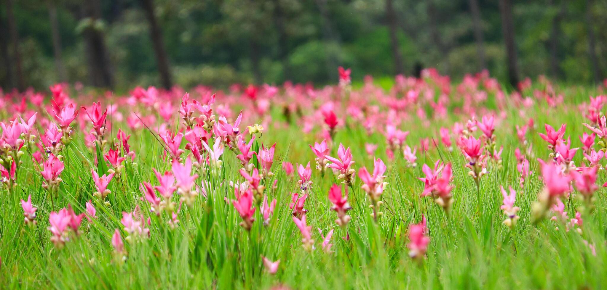 Siam Tulipsl in nature during the rainy season photo