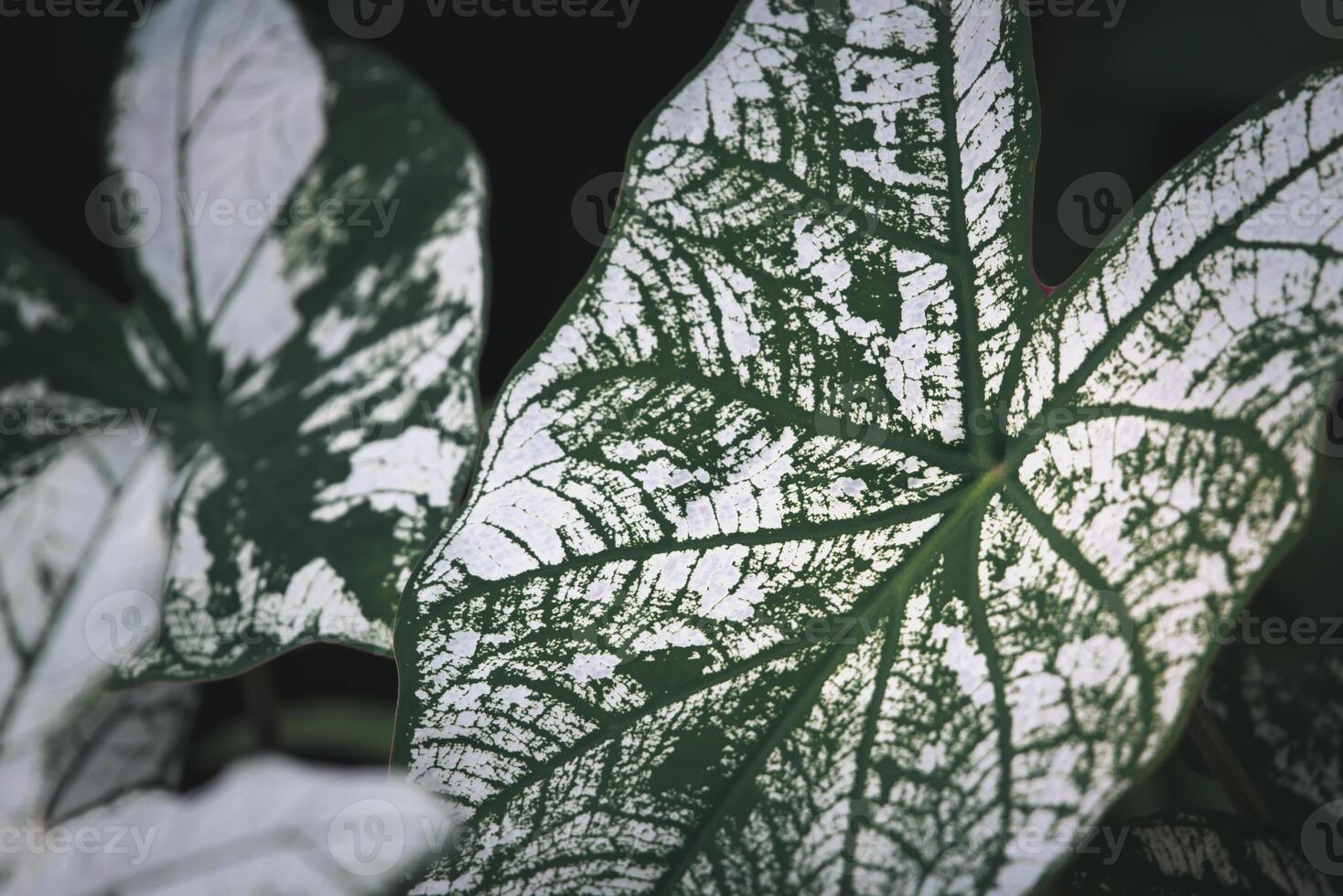 A close up of a leaf with white and green patterns photo