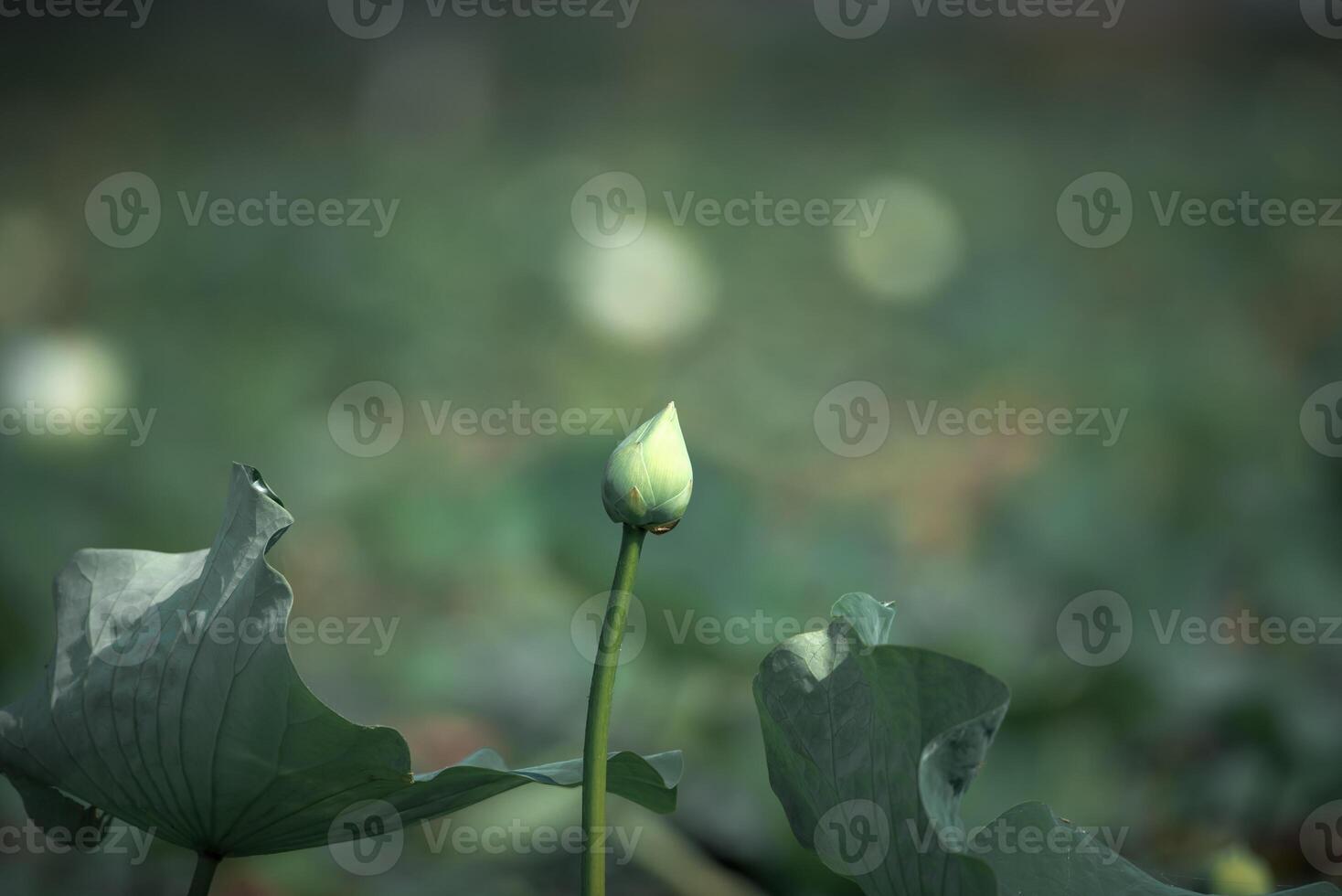 Lotus flower bud in a field of green leaves photo