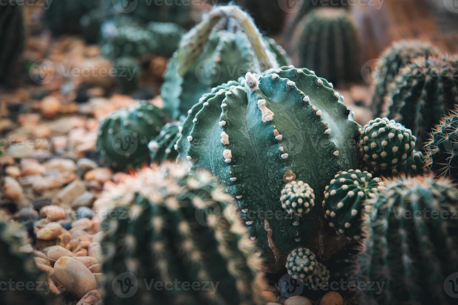 Cactus plants in a garden photo