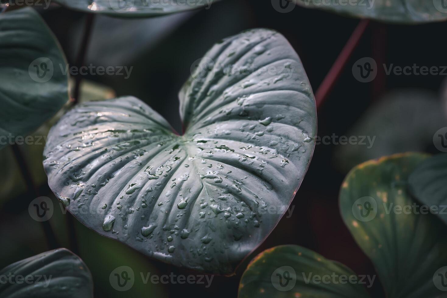 A heart shaped plant with water droplets on it photo