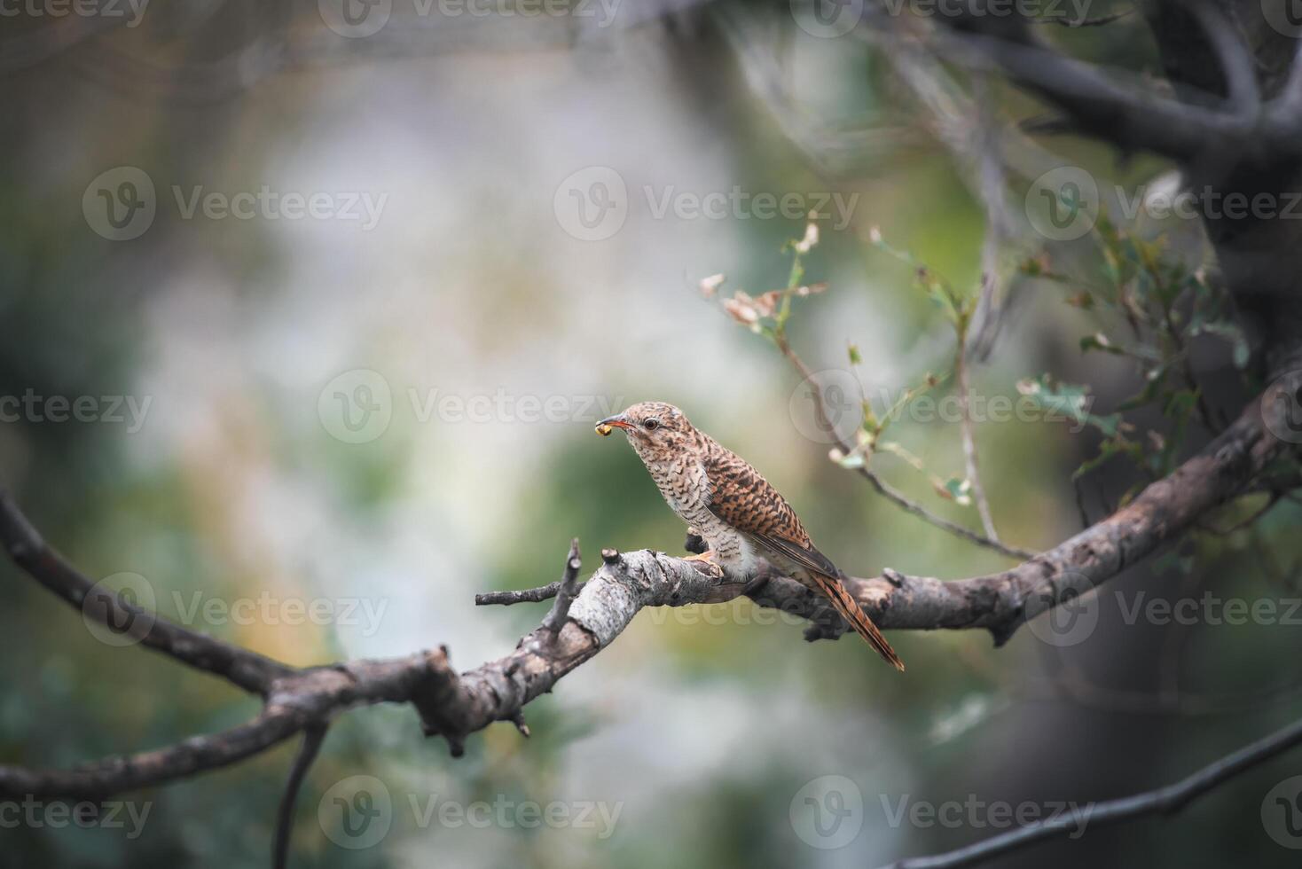 A small bird is sitting on a branch photo