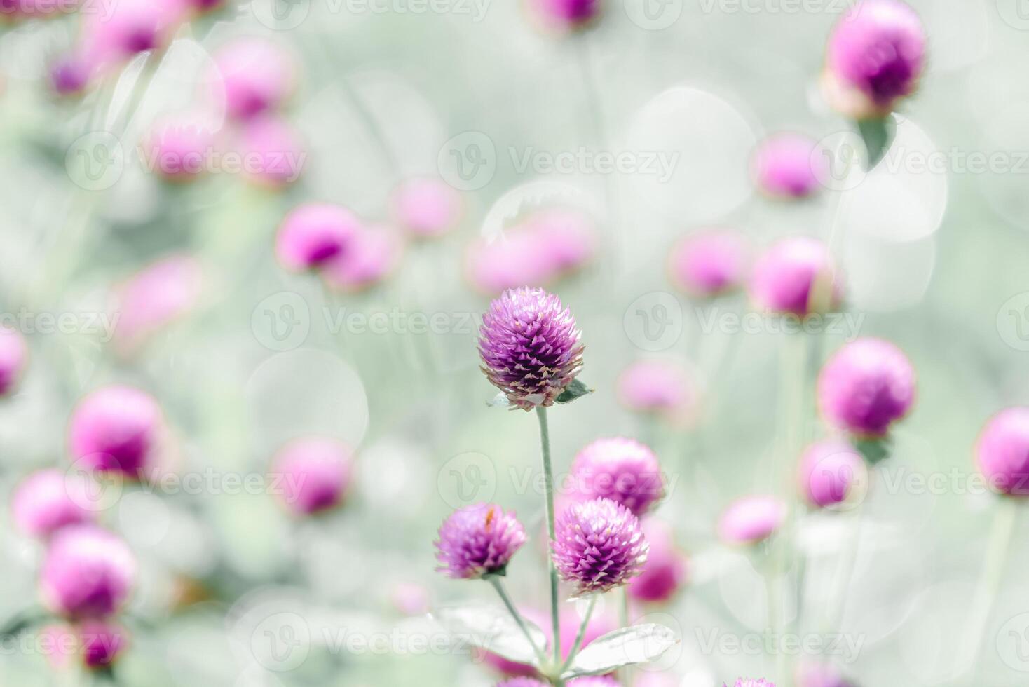 A field of purple flowers with a blurry background photo
