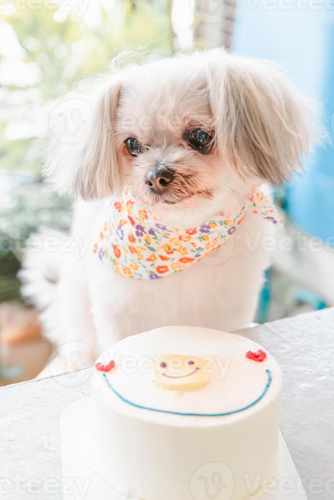 A small dog sitting on a table with a cake photo
