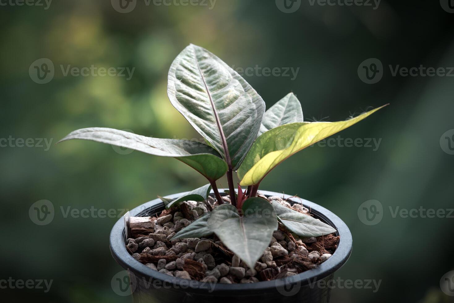 A small plant in a pot with green leaves photo