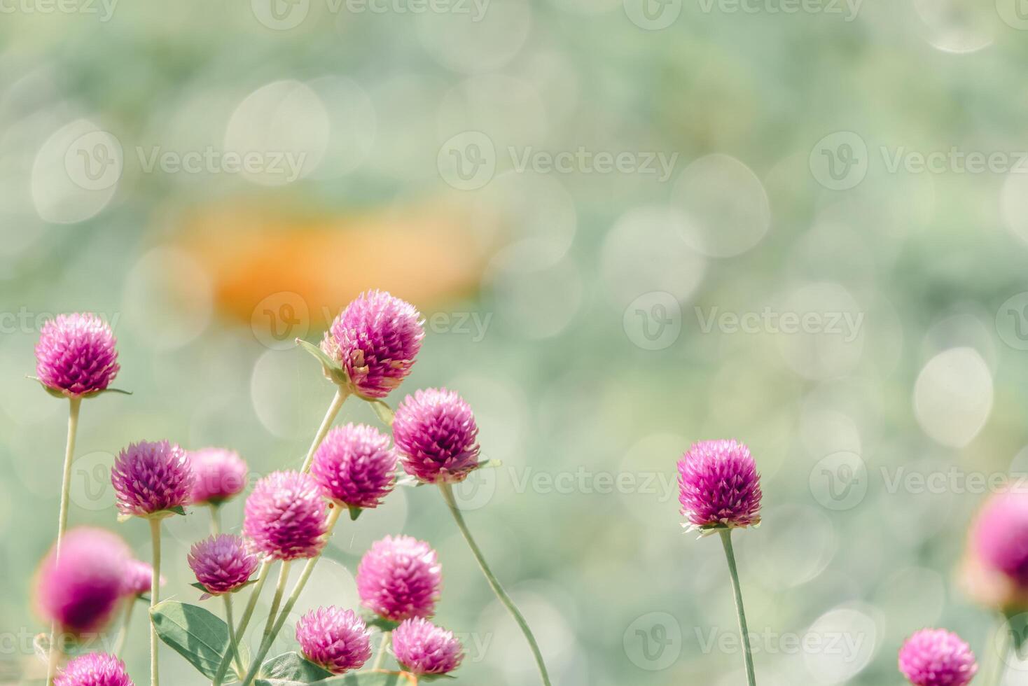 Pink clover flowers in a field with a blurry background photo