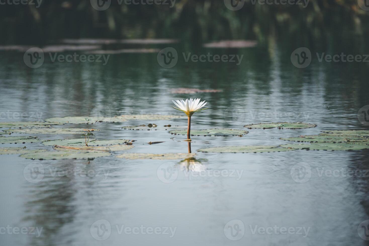 A single white water lily floating in a lake photo