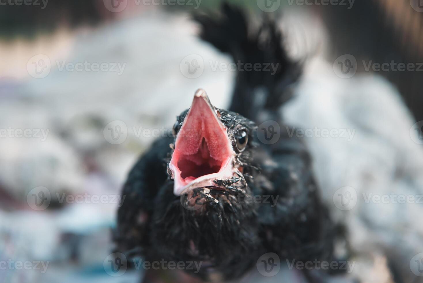 A black bird with its mouth open photo