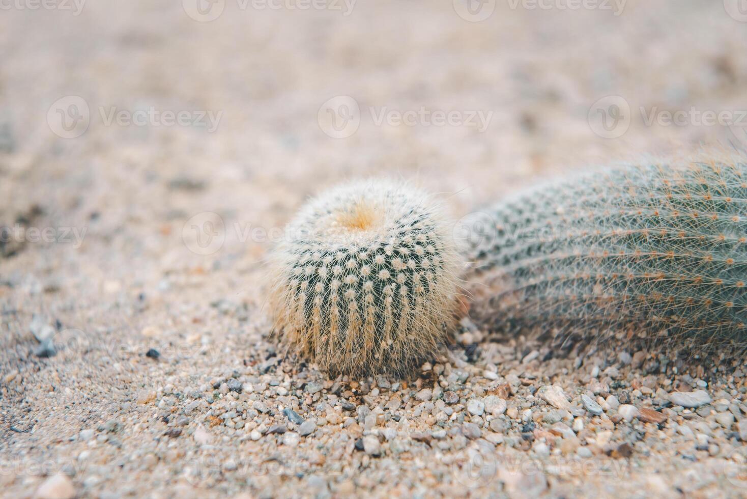 Two cactus plants in the desert photo