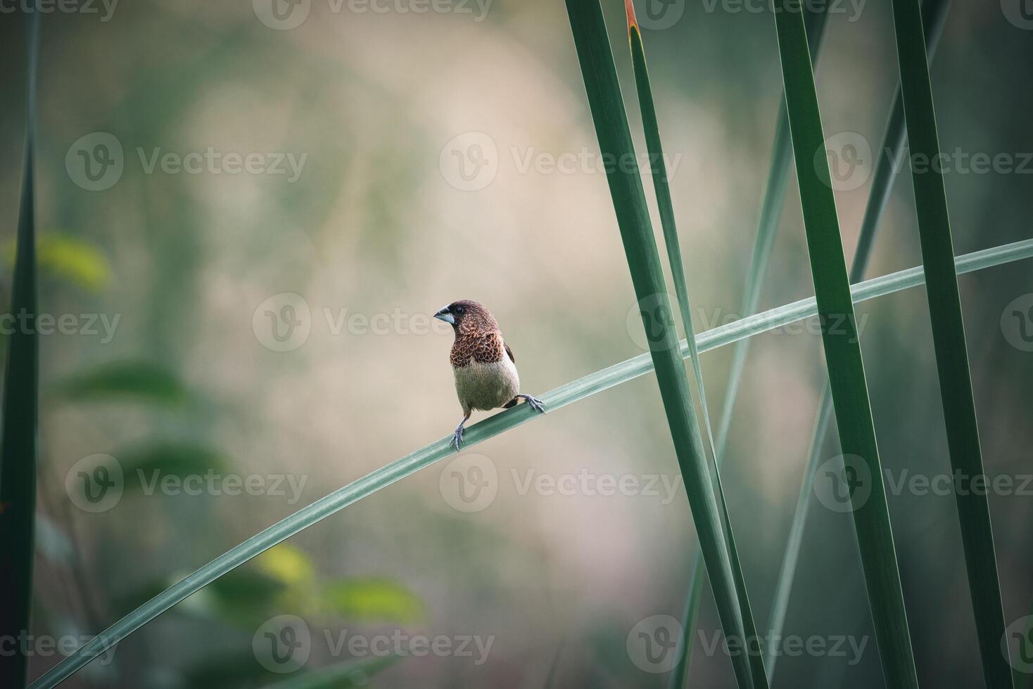 A small bird sitting on a tall reed photo