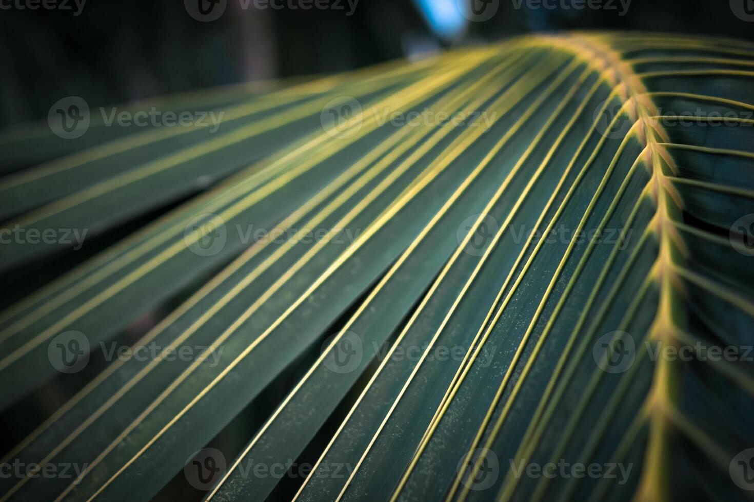 A close up of a palm leaf photo