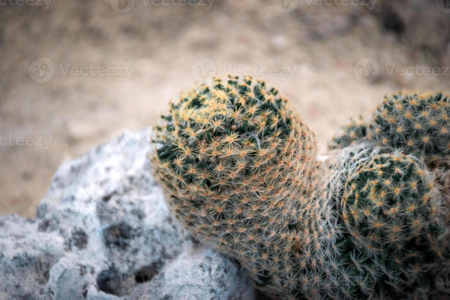A cactus plant is shown in a desert area photo