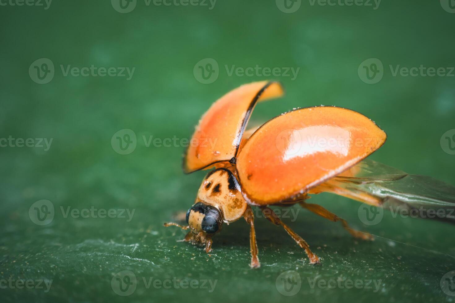 A ladybug with orange wings and black spots photo
