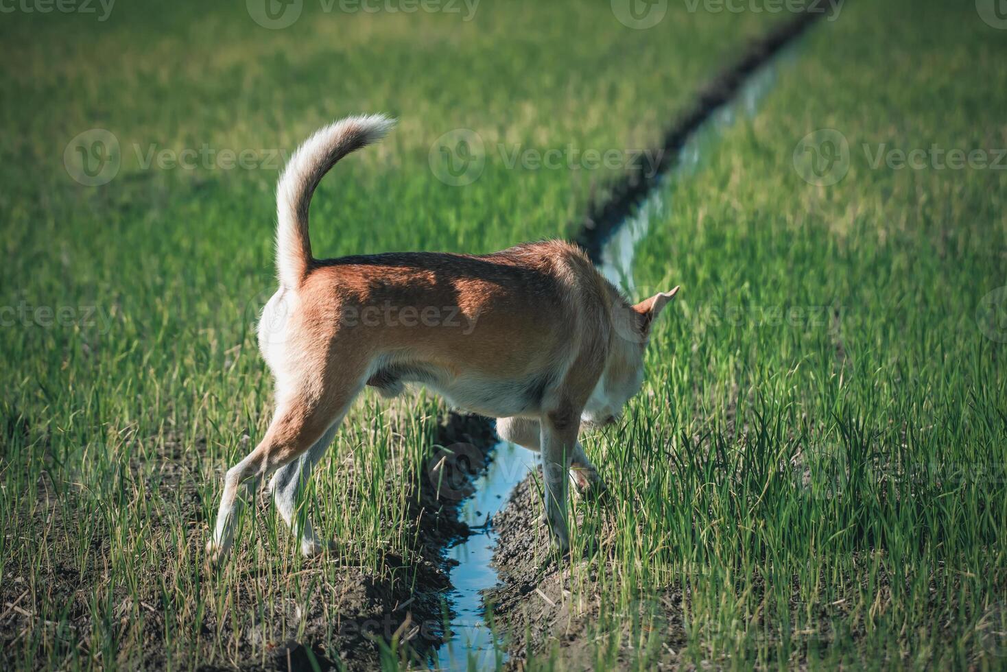 A dog is standing in the middle of a field photo