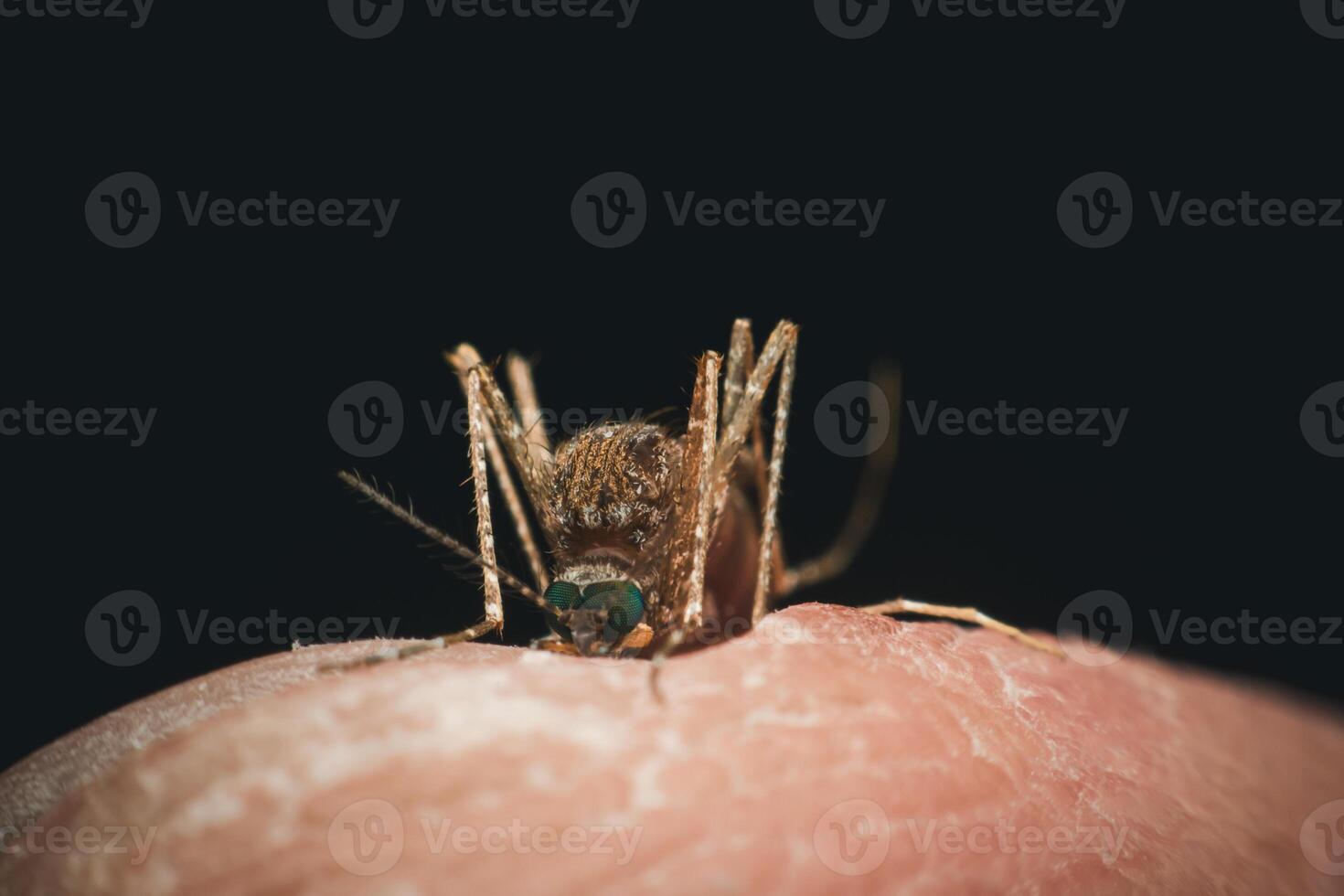 Mosquito on finger with black background photo