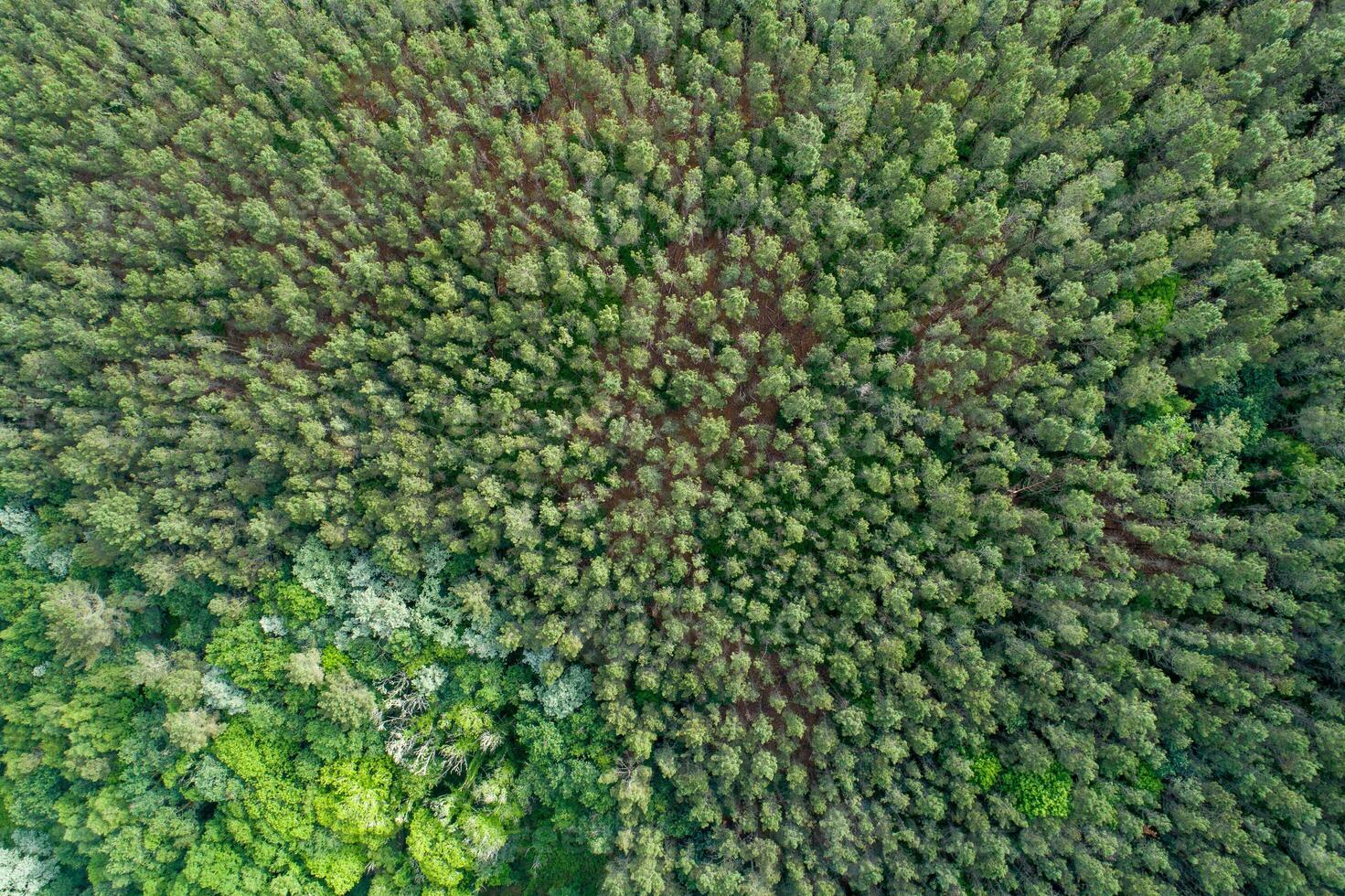 an endless forest of green trees a powerful environmental image, top down aerial drone view photo
