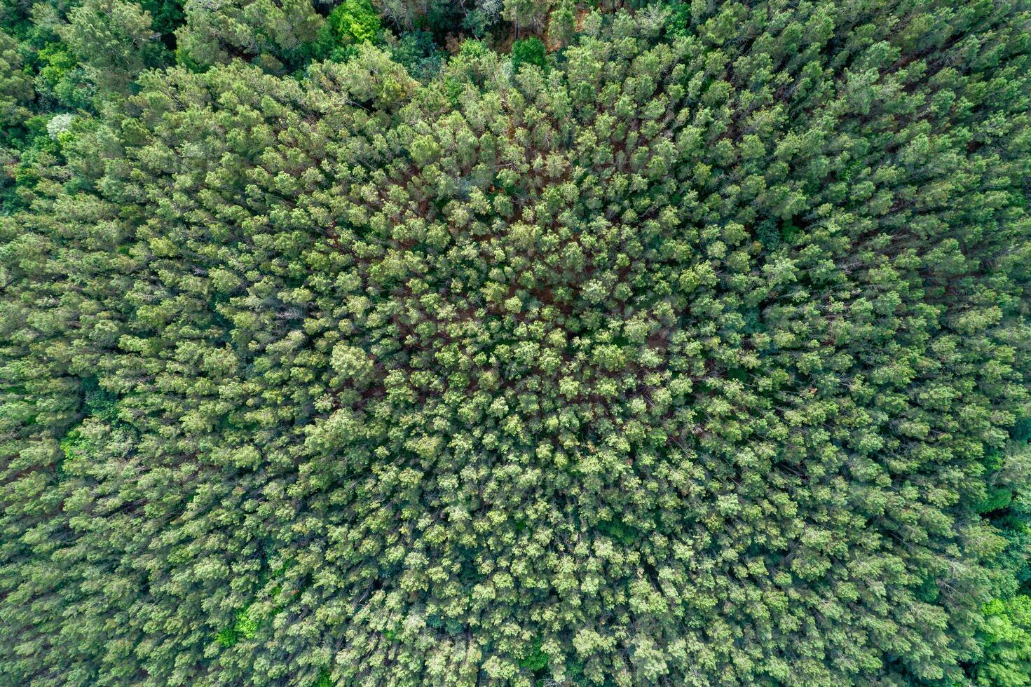 sustainability concept an aerial view of a managed forest for carbon capture, top down aerial drone view photo