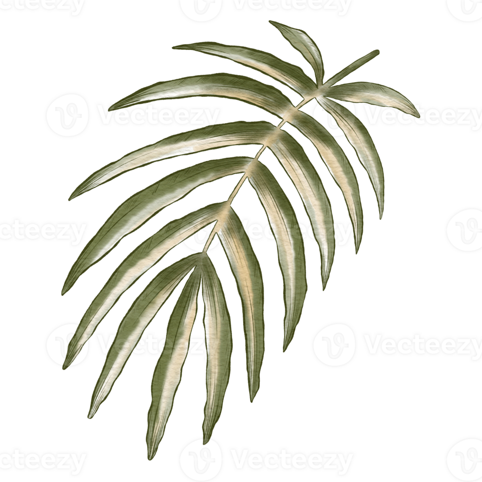 Hand drawn tropical exotic leaves, jungle leaves, botanical watercolor illustration. png