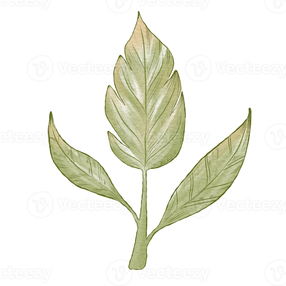 Hand drawn tropical exotic leaves, jungle leaves, botanical watercolor style illustration png
