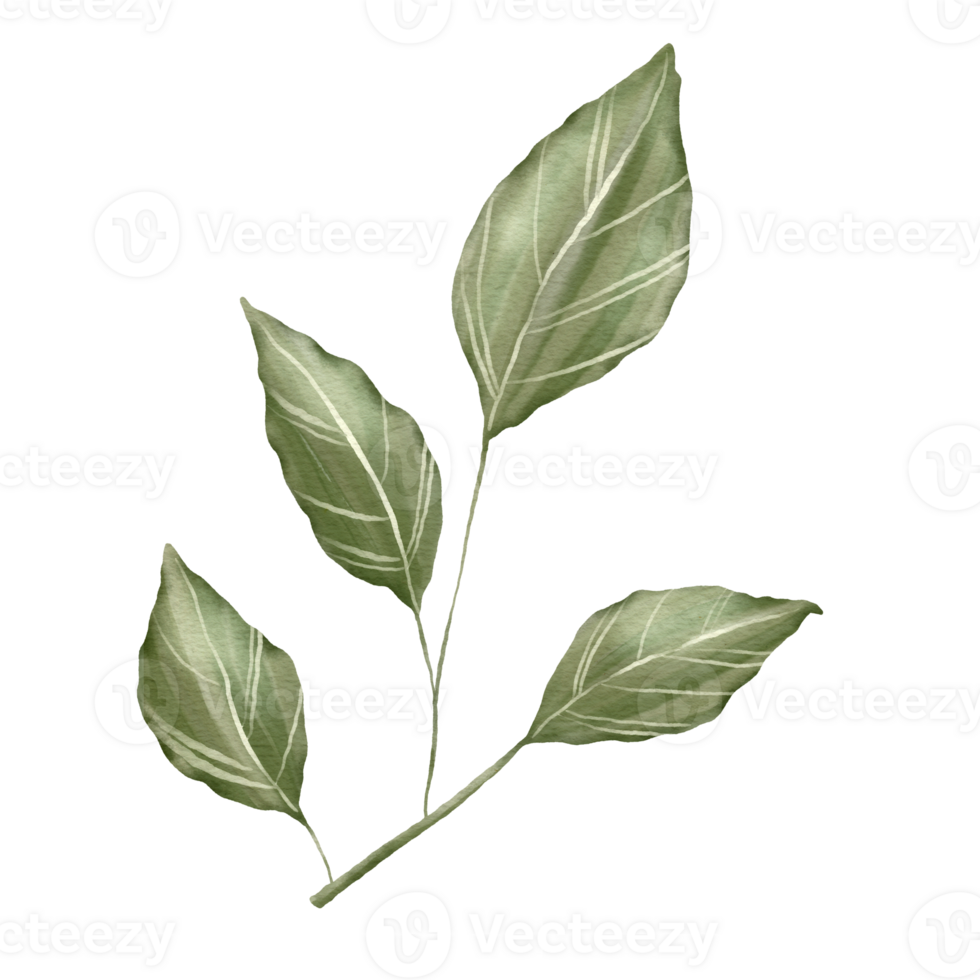 Hand drawn green tropical leaf watercolor style transparent background png