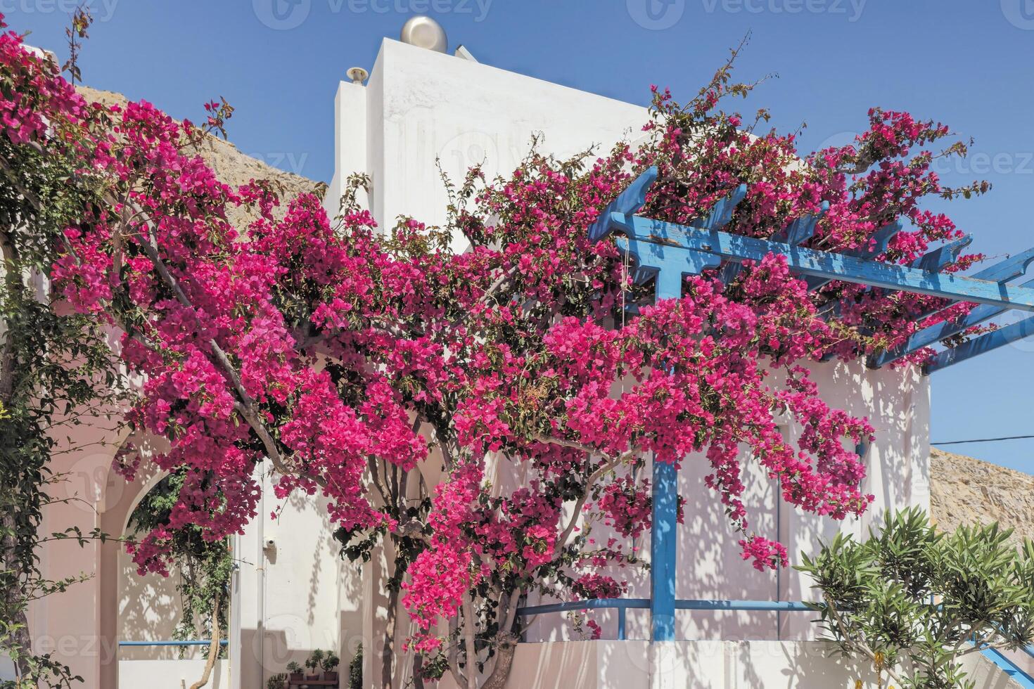 Lush bougainvillea in cozy courtyard in Santorini. Traditional bright pink flowers in Cycladic style photo