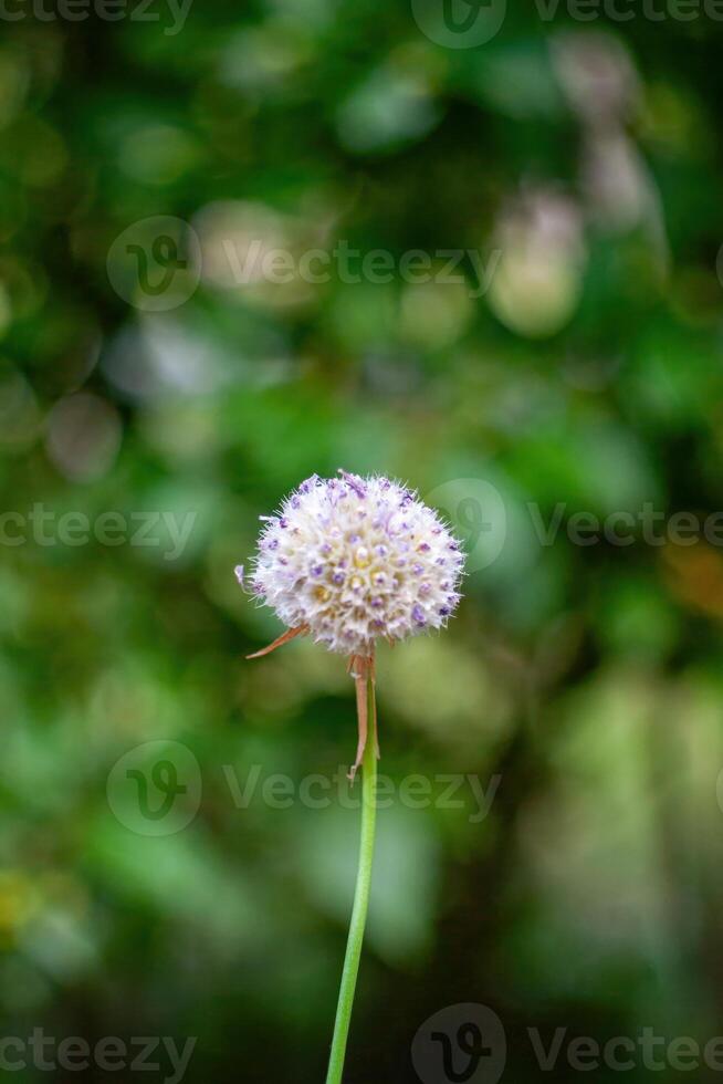Small white flower with a brown stem is standing in a green field. Wallpapers vertical. Background. photo