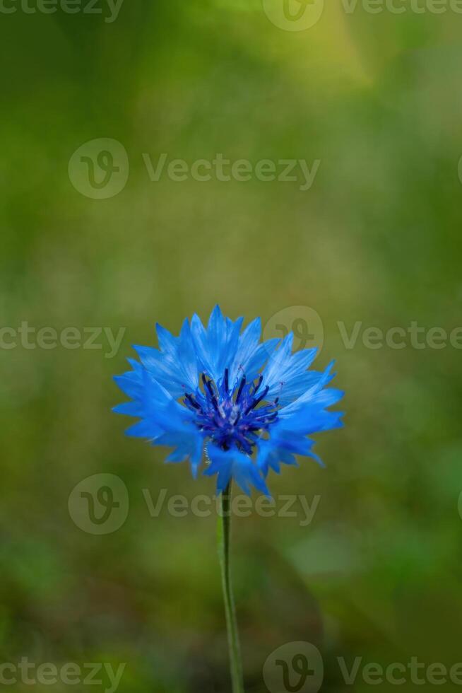 Single blue flower is the main focus of the image. Wallpapers vertical, phone background photo