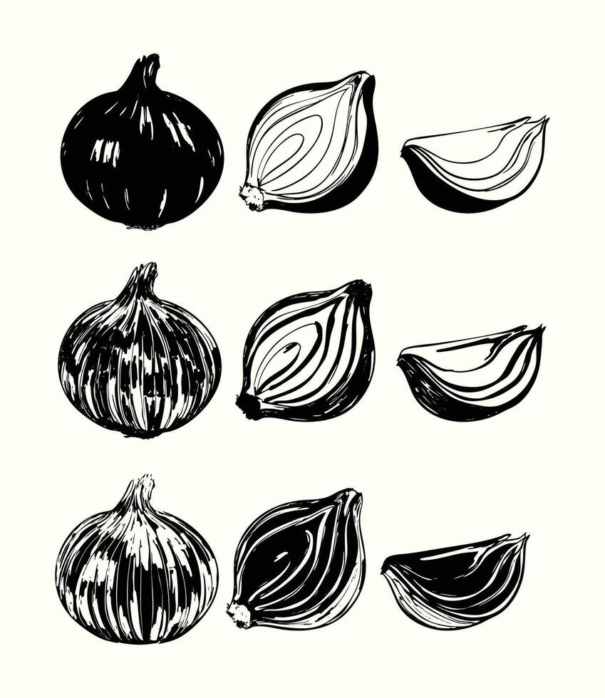 Vintage black and white onion collection vector