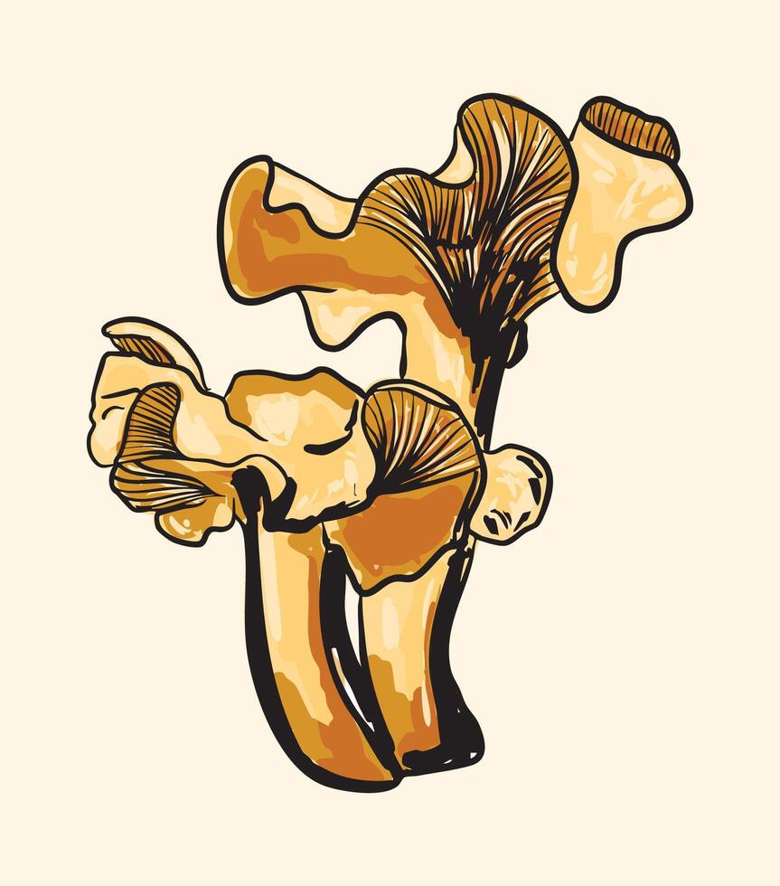 Oyster Mushroom Illustration vector