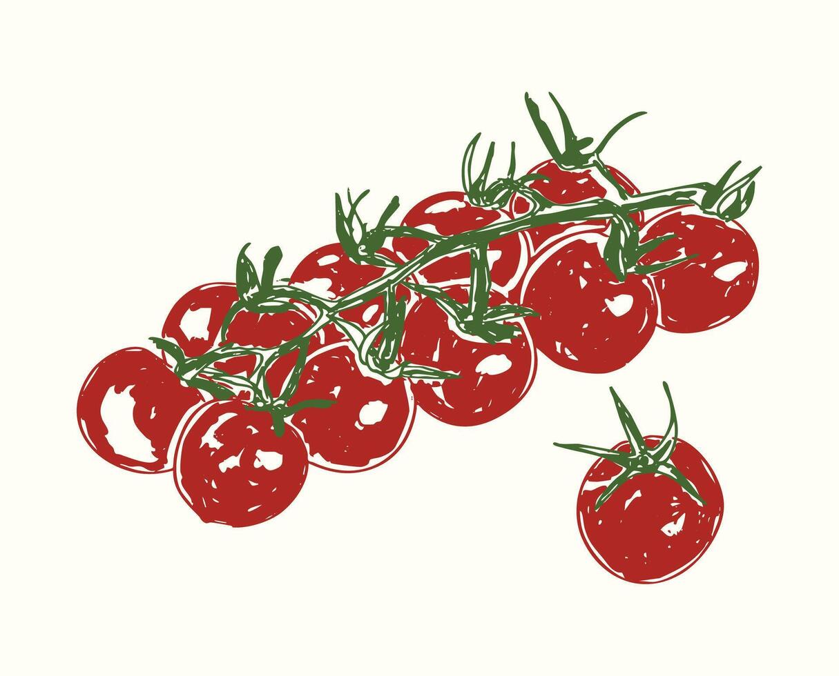 Vintage Cherry Tomato Doodle vector