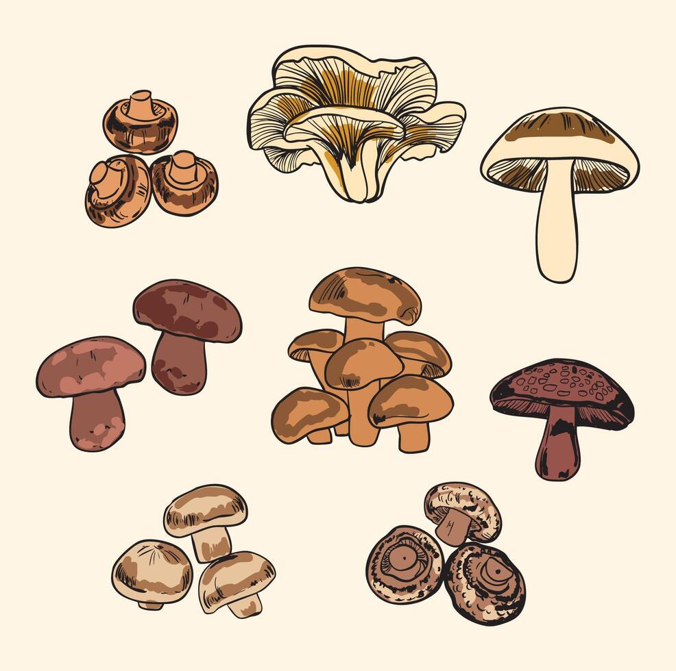 Hand-Drawn Gourmet Mushroom Variety Set Illustration vector