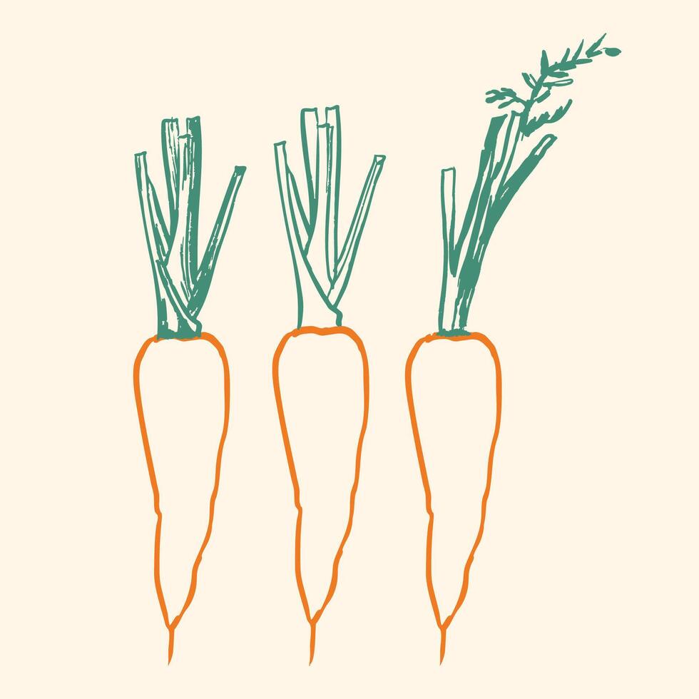 Carrots Outline Sketch Set vector