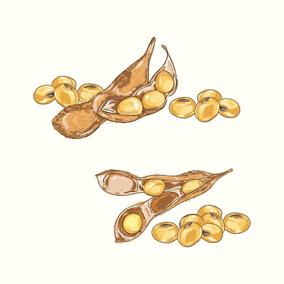 Soybeans Plant and Seeds Illustration vector