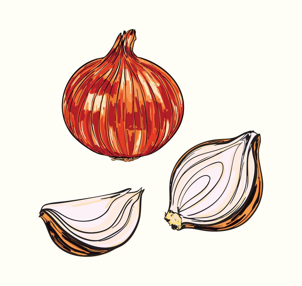 Whole and Sliced White Onions Set vector