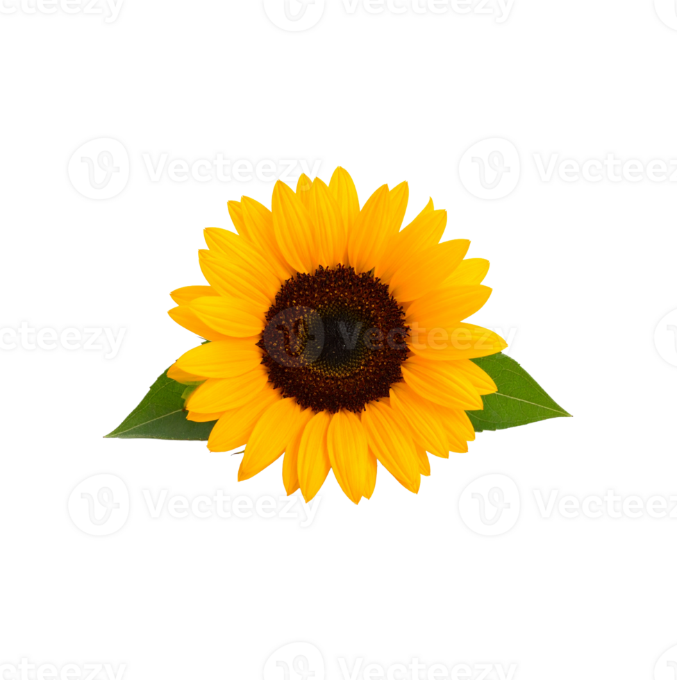 Isolated Image of Sunflower png