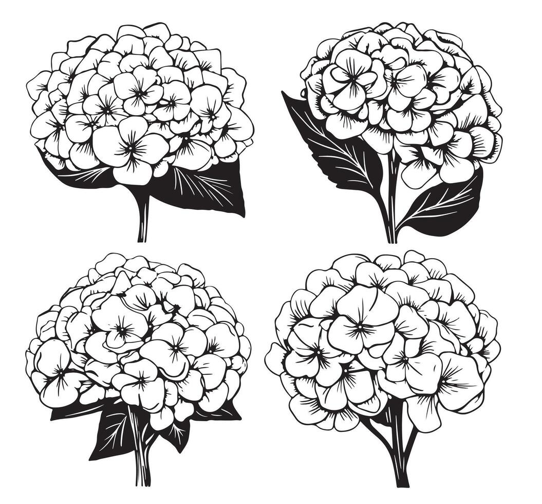Hydrangea vintage illustration Engraved style vector